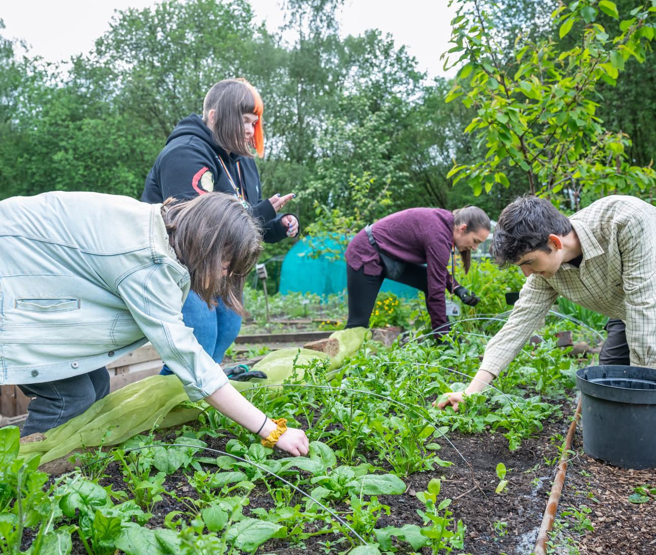 Group of people crouched and bending down tending to vegetable beds in the allotment